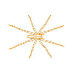 Animals Arachnids Rabid Wolf Spider Svg Line Art, Free Vectors File